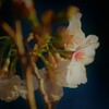 差し込んでくる陽