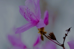 イワツツジ舞～7