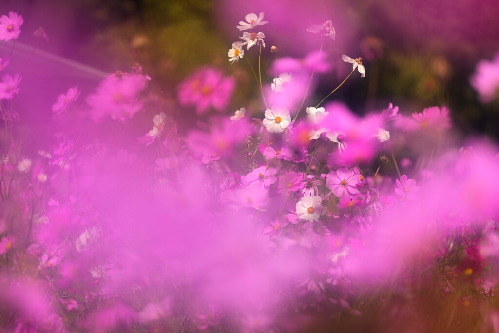 今年の秋桜　7