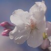 風に吹かれて