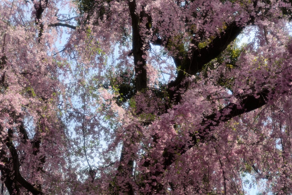 古都の残影　八重紅枝垂桜4