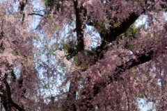 古都の残影　八重紅枝垂桜4