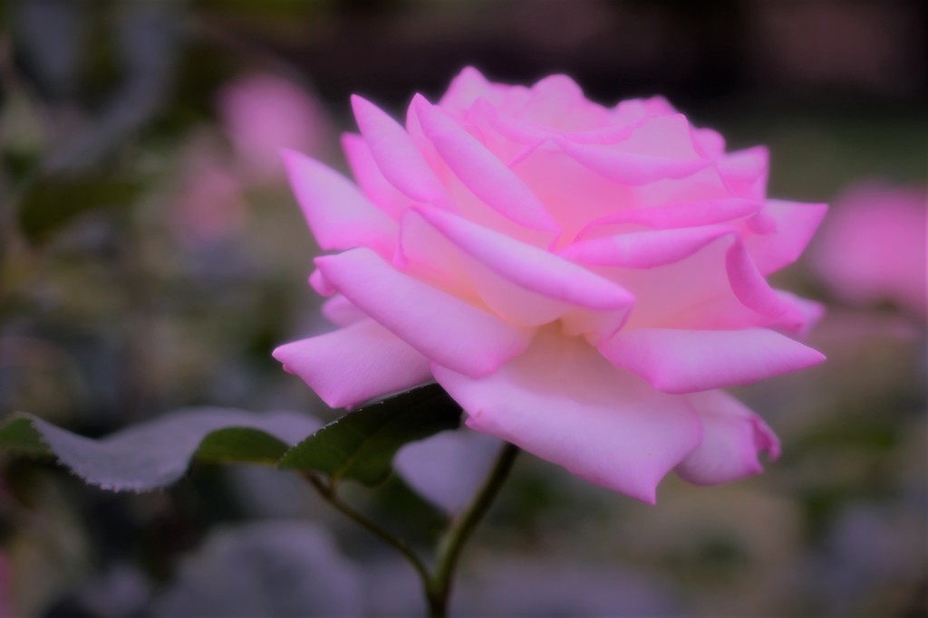 プリンセスドウモナコ1