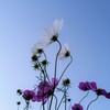 白とピンクに青い空