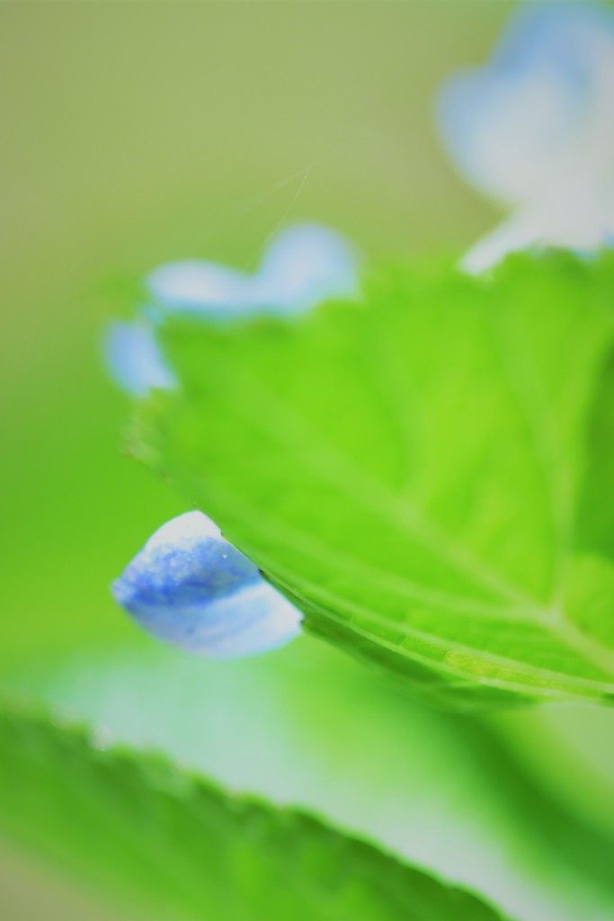 紫陽花16~もう少し時間を下さい