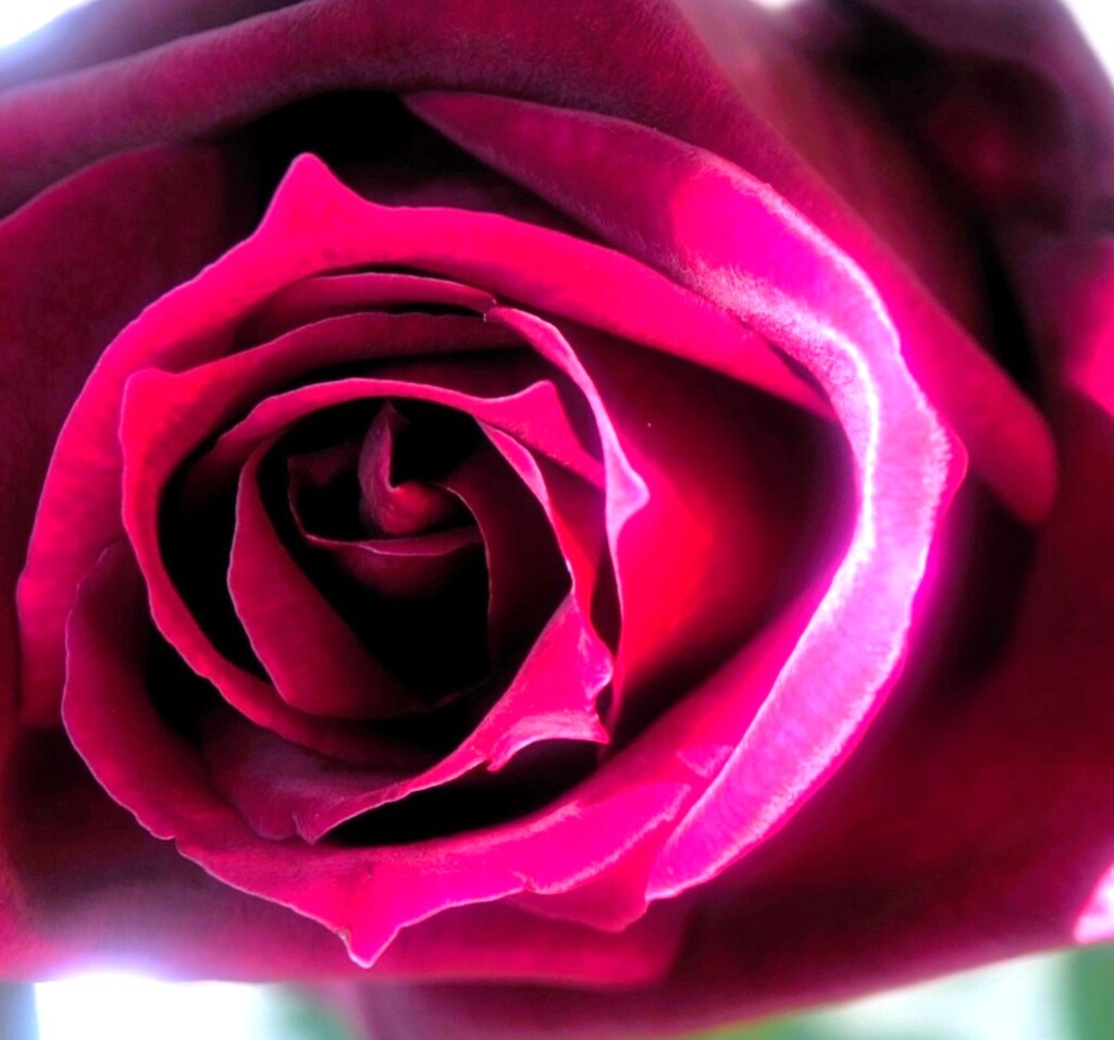 薔薇