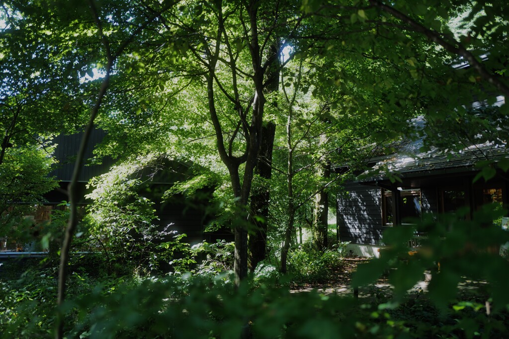 深緑