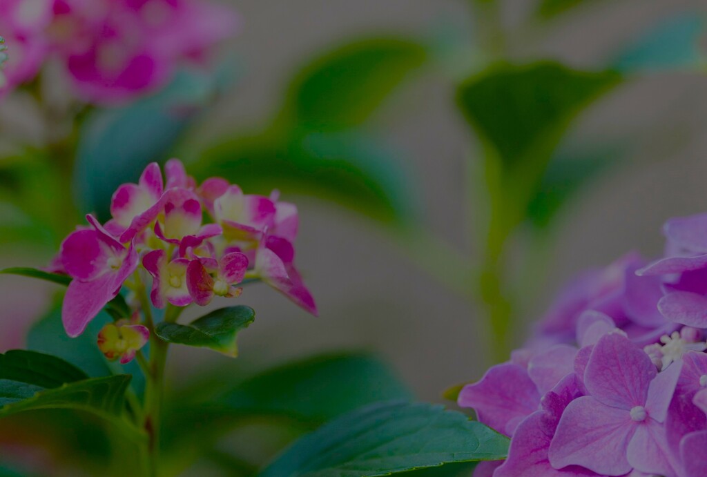 紫陽花