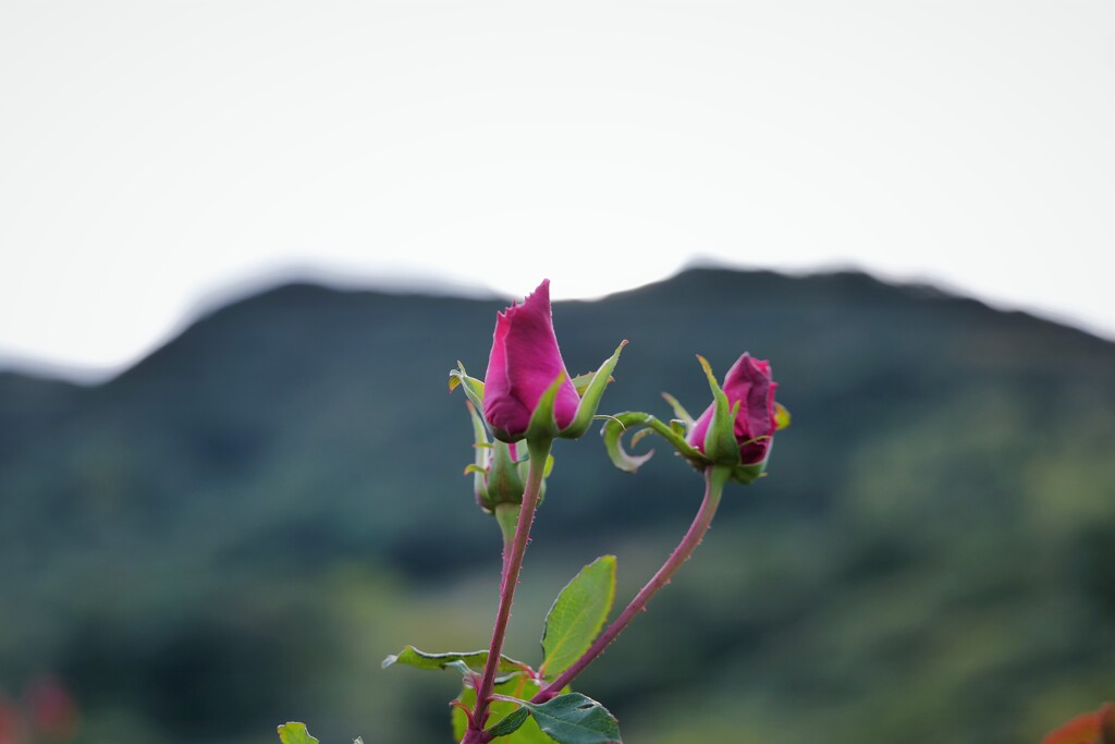 蕾