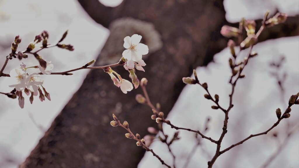 桜3