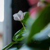玄関先の花