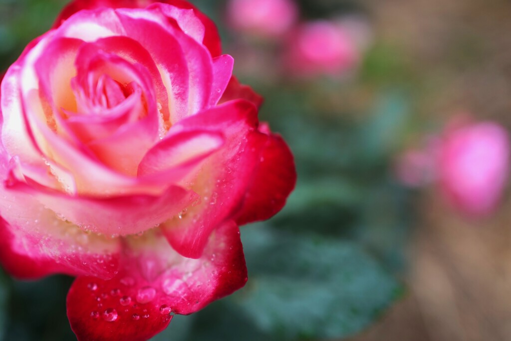 薔薇道３