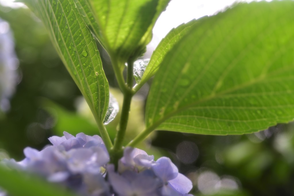 紫陽花の季節～雨宿り