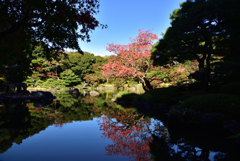 旧古河庭園　秋色