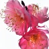 今年も咲いてくれた梅の花