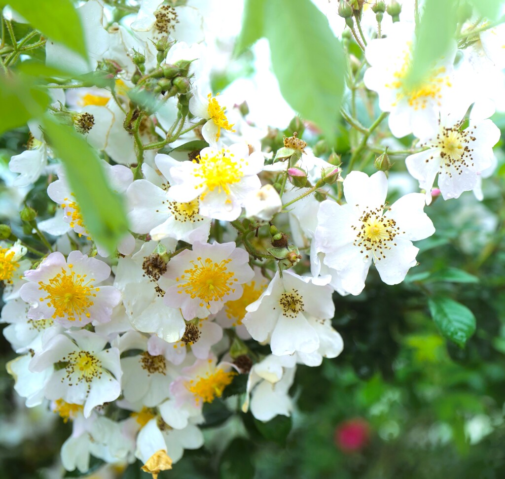 密に咲く薔薇