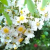 密に咲く薔薇
