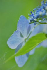 紫陽花14