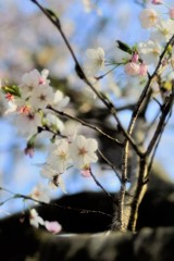 桜盆に返らず
