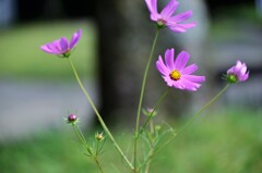 公園の木の下で