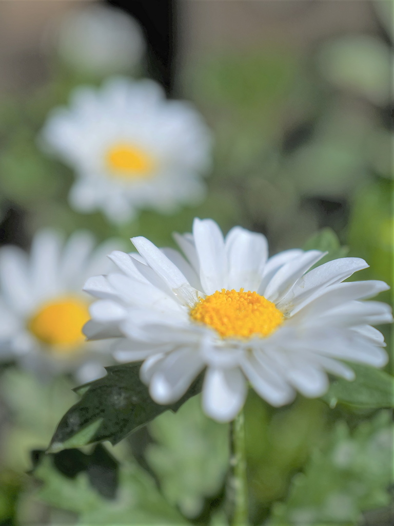 玄関前の花