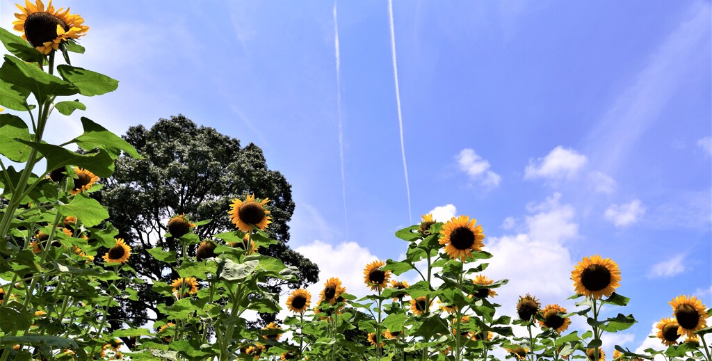 夏、真っ盛り１）