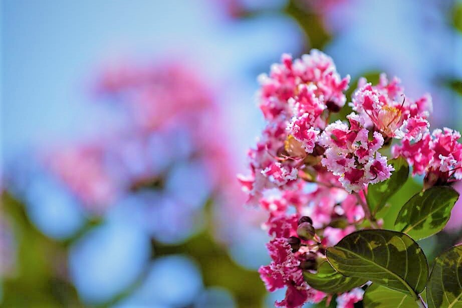 イチゴミルクはいかが・・・