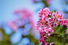 イチゴミルクはいかが・・・