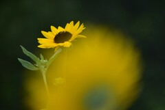 紫陽花の季節が終わる前に、、、