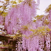 薄紫