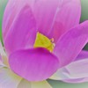 酔芙蓉