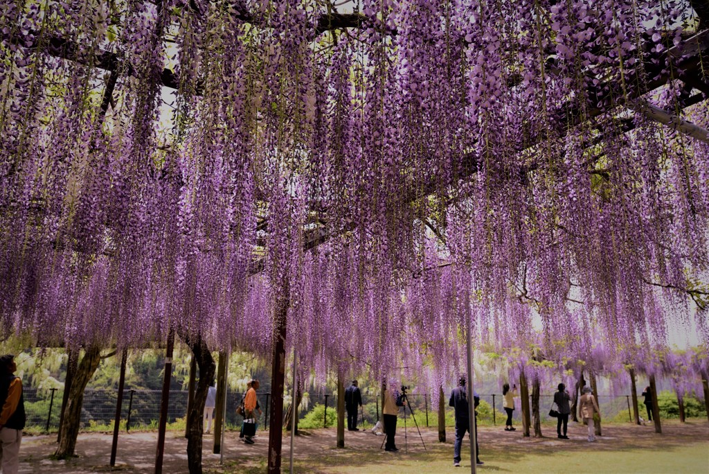 藤の花　シャッターチャンス