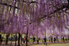 藤の花　シャッターチャンス