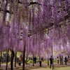 藤の花　シャッターチャンス