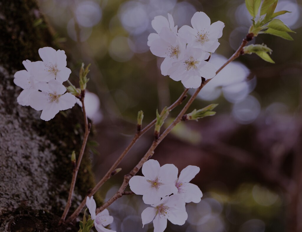 桜6