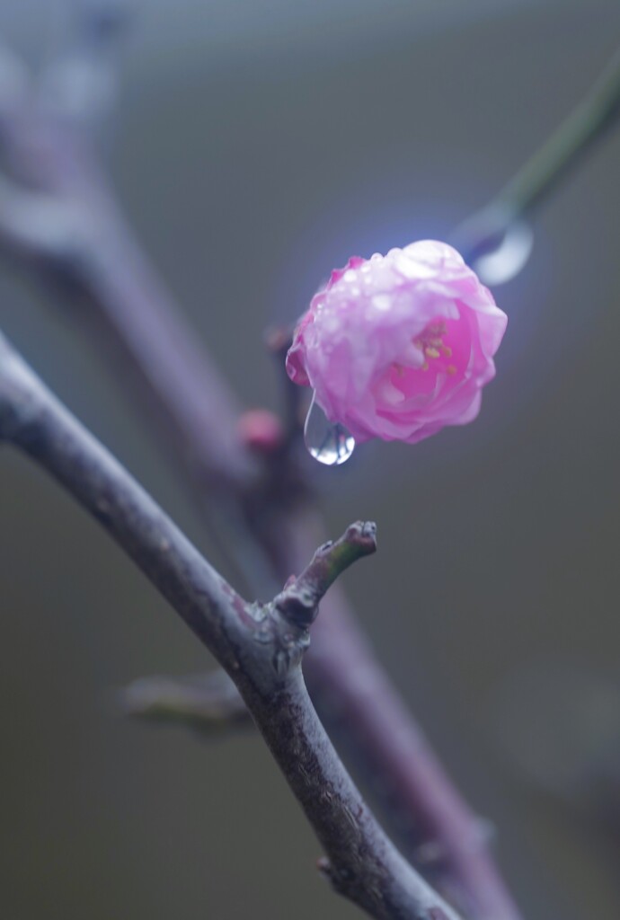 雨粒