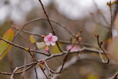 早咲き桜のはずですが