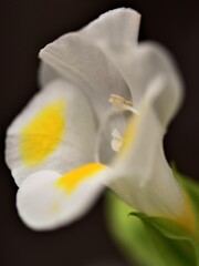 お出迎えの花々4