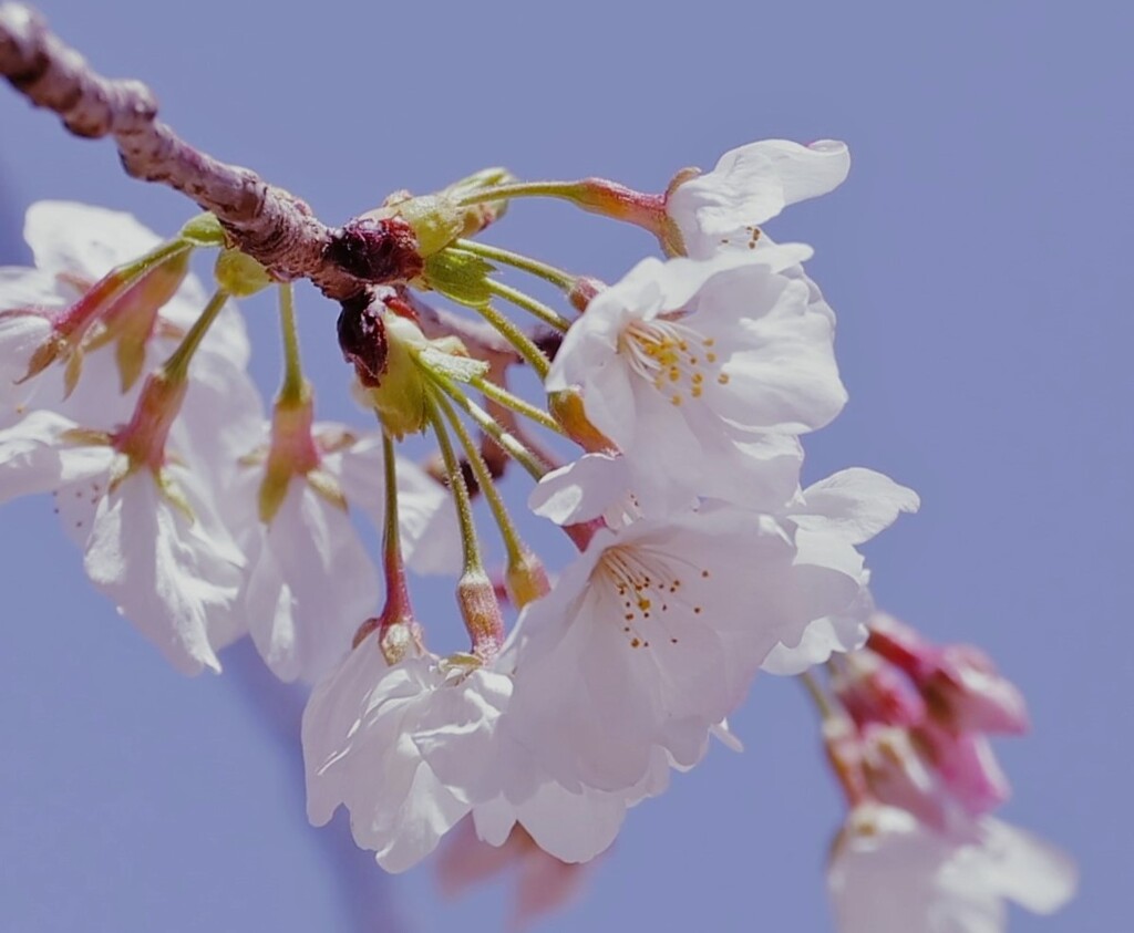 桜5