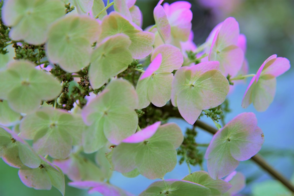 筥崎宮 紫陽花5
