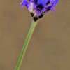 庭先の花
