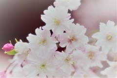 古都の残影　三十三間堂3
