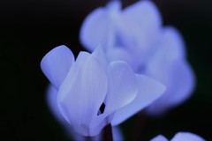 White Cyclamen～清純