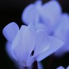 White Cyclamen～清純