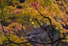 今年の光明禅寺～8