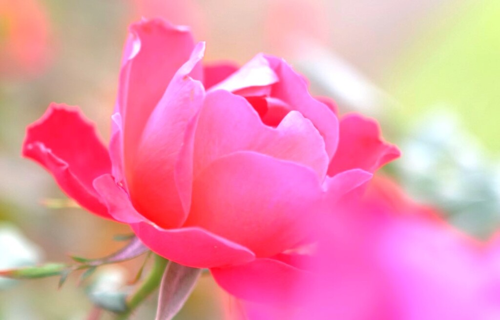 秋薔薇10