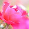秋薔薇10