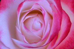 薔薇道6