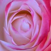 薔薇道6