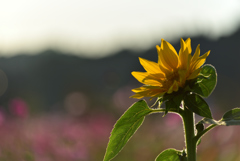 夏の想い出をしまって